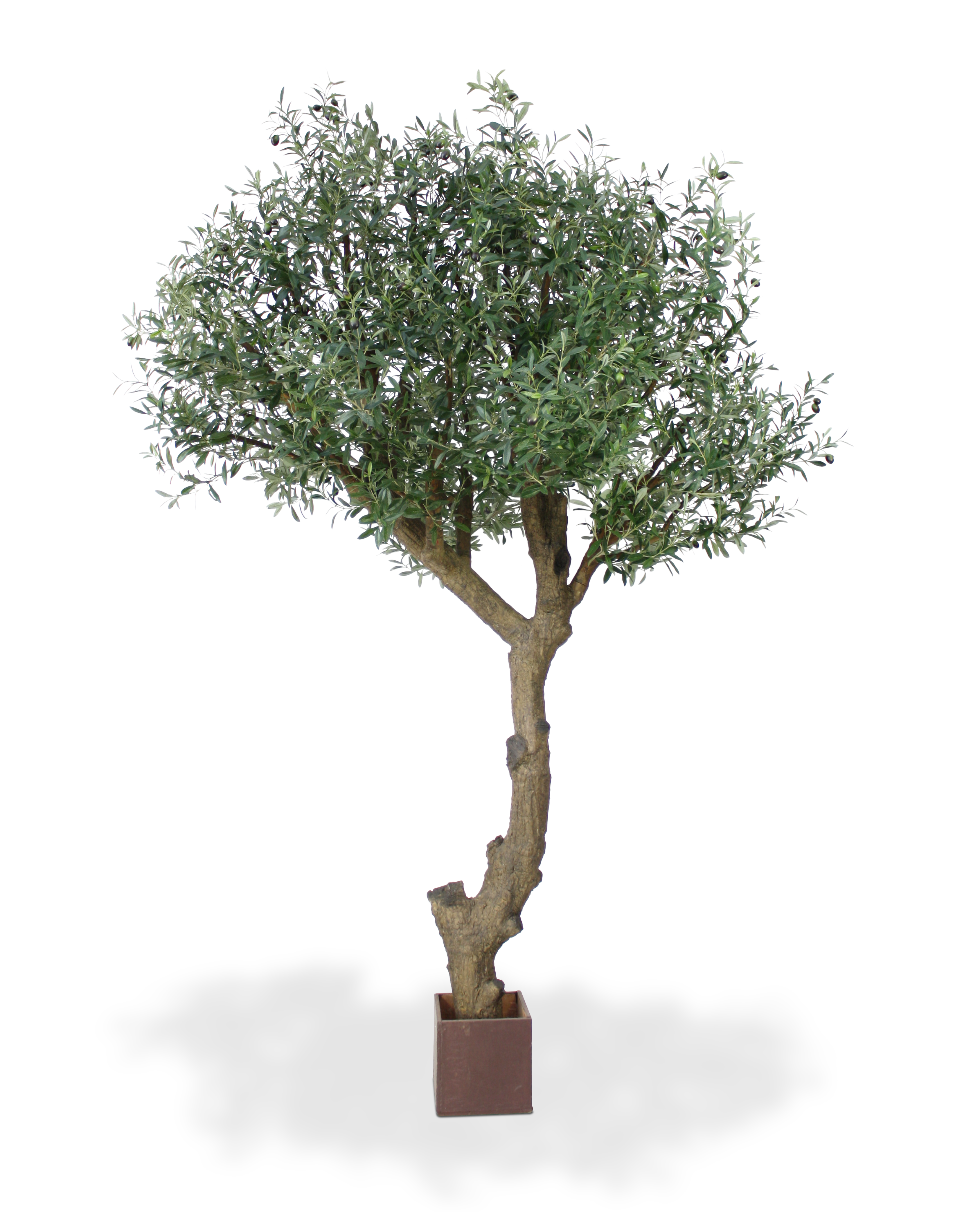 Olive Tree