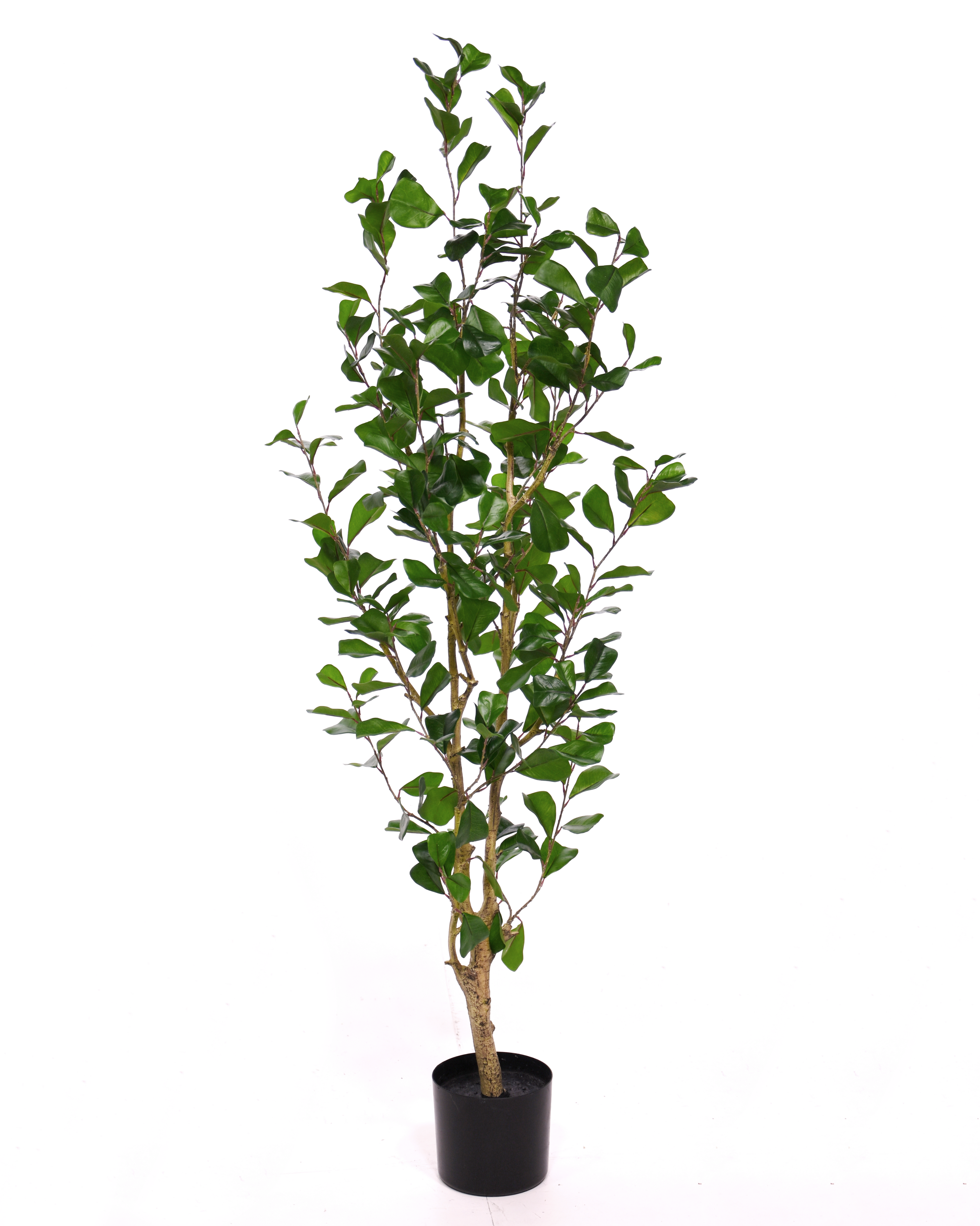 Ficus Triangularis