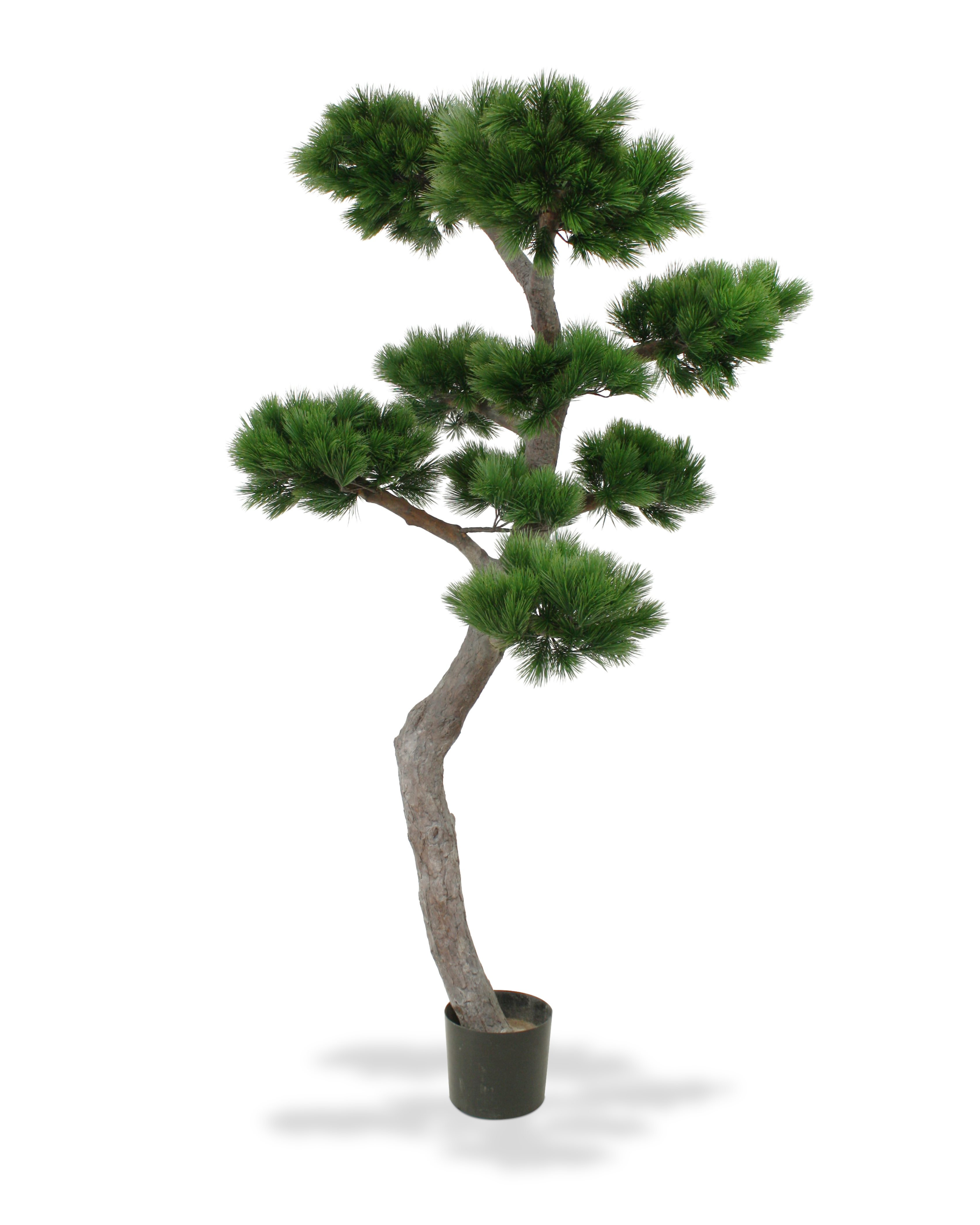 Pine Bonsai