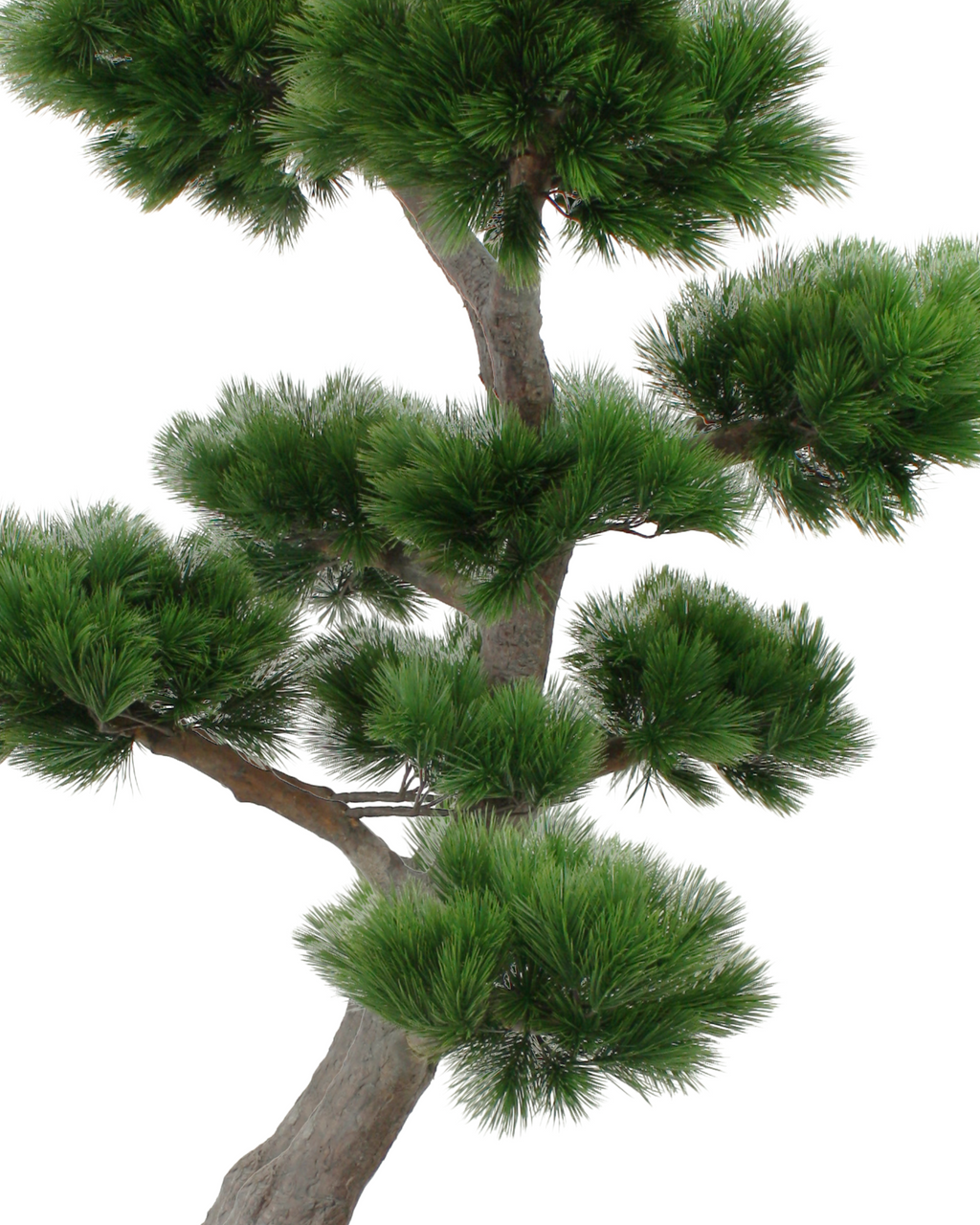 Pine Bonsai