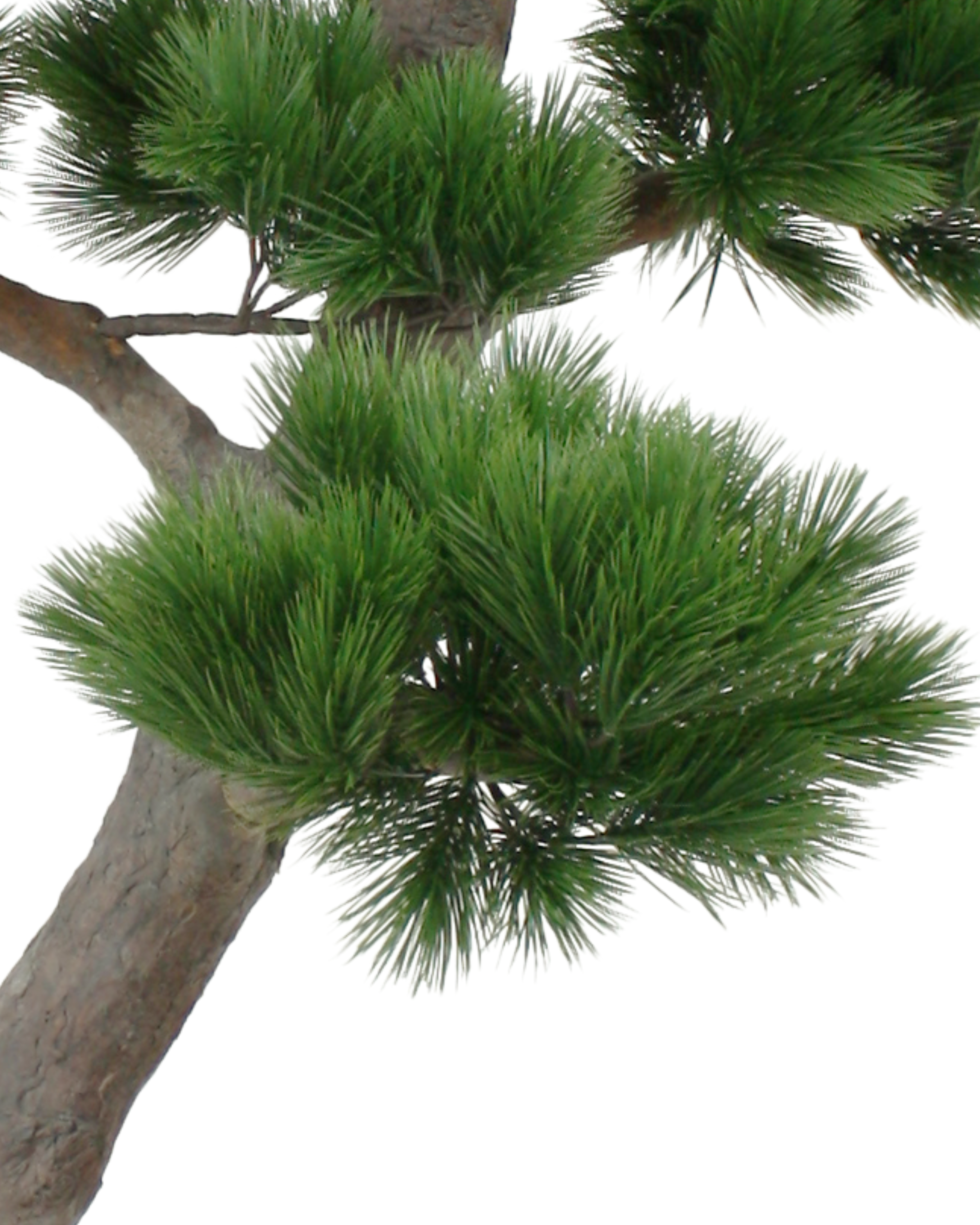 Pine Bonsai