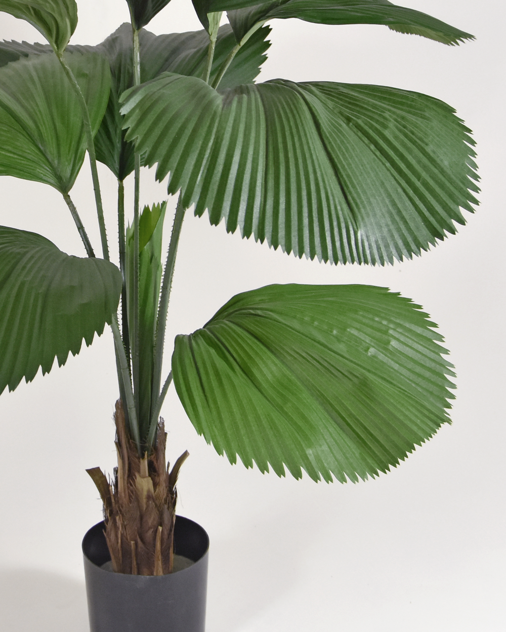 Ruffled Fan Palm