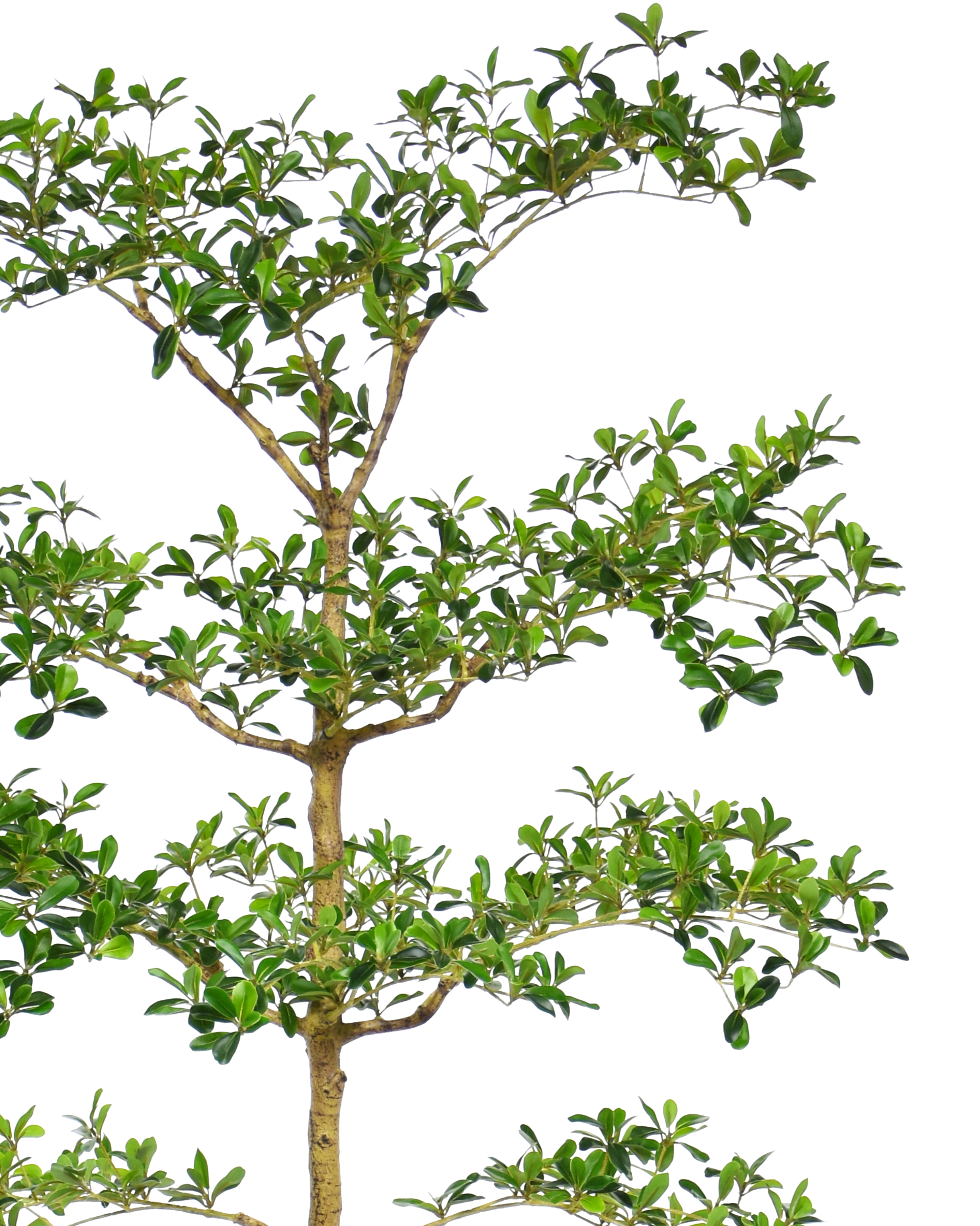 Black Olive Tree