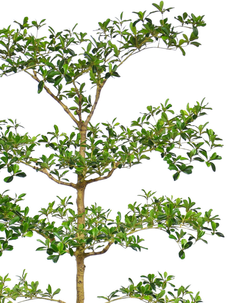 Black Olive Tree