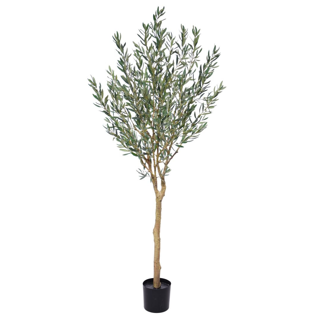 Tuscan Olive Tree