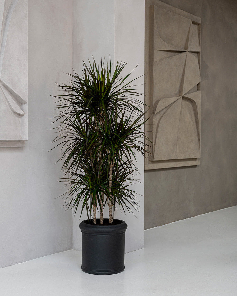 Potted plant in a room with abstract wall art