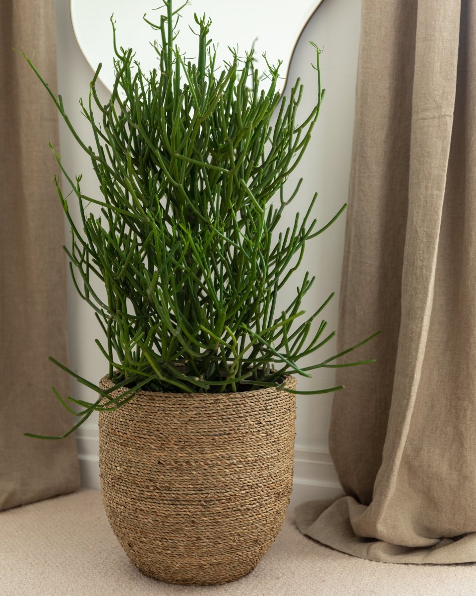 Woven Straw Indoor Planter - Plant Drop